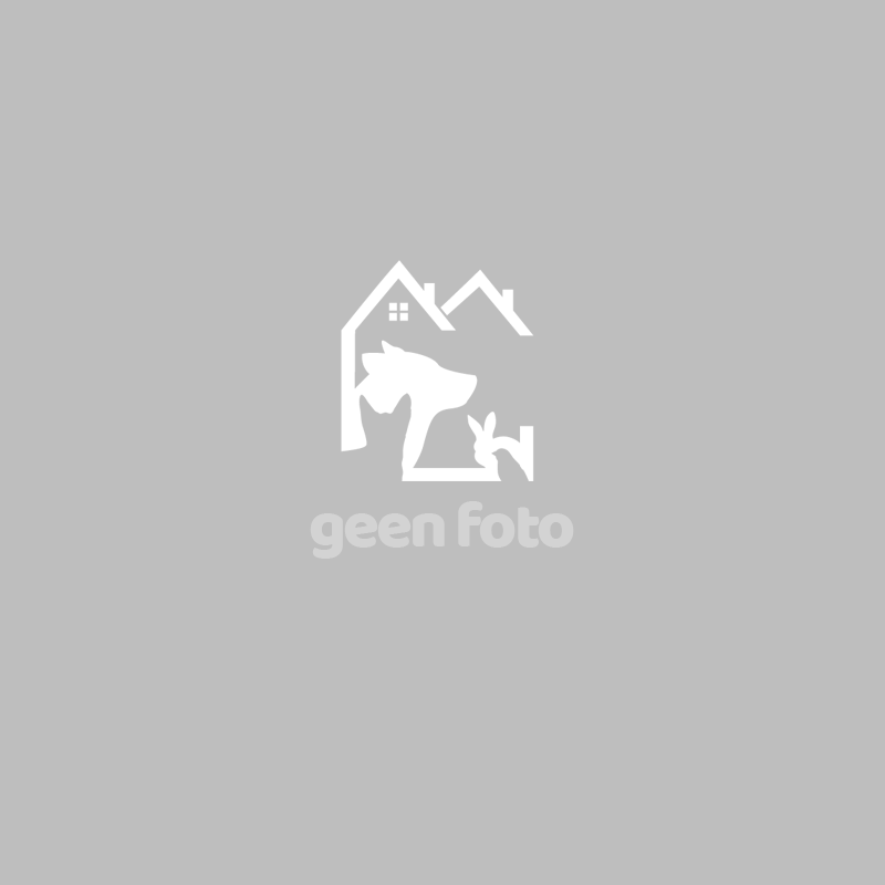 Geen Foto beschikbaar voor George